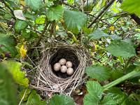Blackcap, Tockington, April 2025