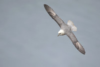 Fulmar, Iceland, June 2022