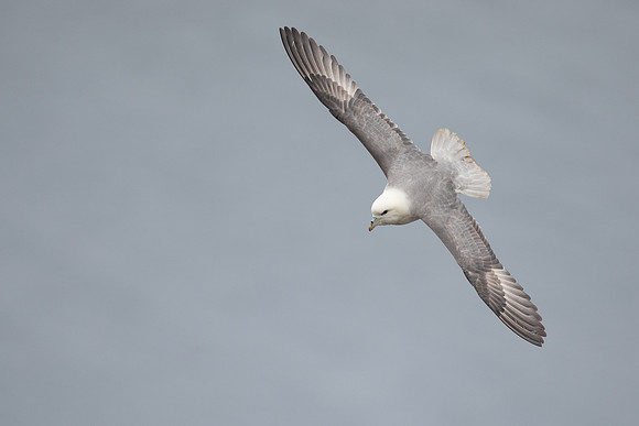 Fulmar, Iceland, June 2022