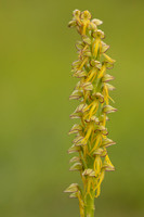 Man Orchid, Wye nature reserve, May 2024