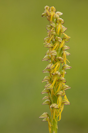 Man Orchid, Wye nature reserve, May 2024