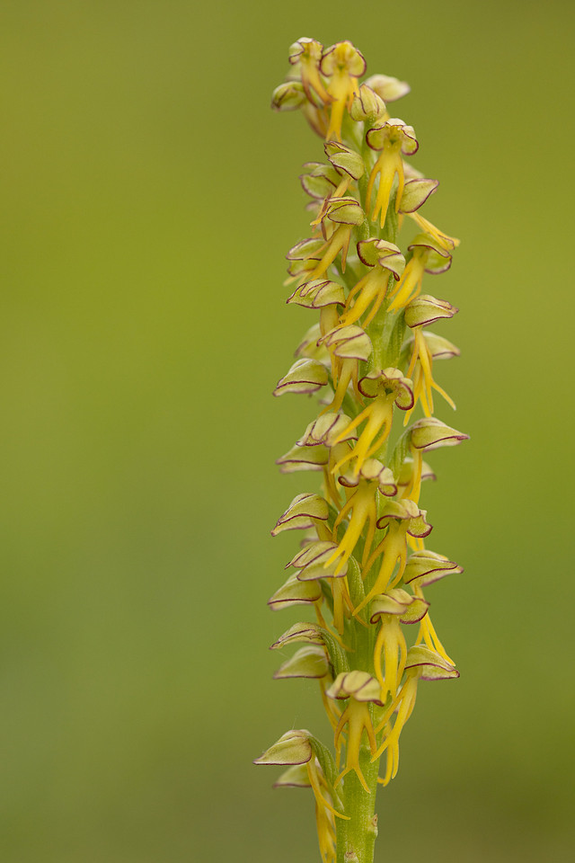 Man Orchid, Wye nature reserve, May 2024