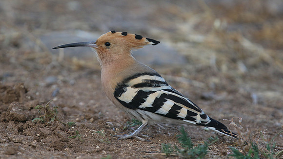 Hoopoe, Mandria, Cyprus, April 2016