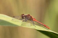 Ruddy Darter, Oldbury Power Station, August 2024