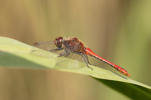 Ruddy Darter, Oldbury Power Station, August 2024