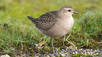 American Golden Plover, Davidstow, October 2014