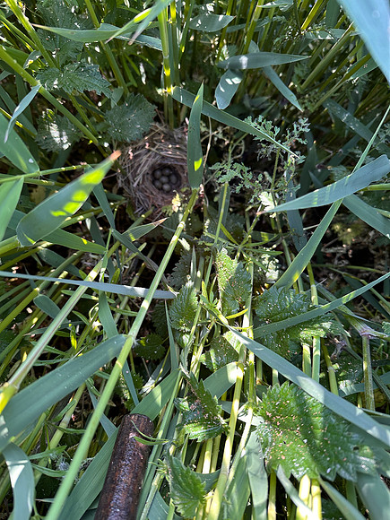 Sedge Warbler, Rockhampton, May 2025
