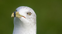 Ring-billed Gull, Gosport, December 2014