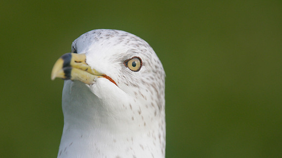 Ring-billed Gull, Gosport, December 2014