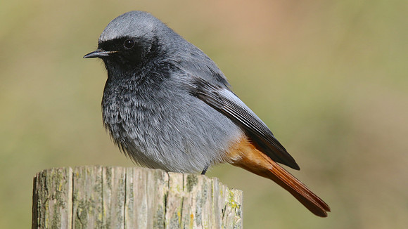 Black Redstart, Brean Down Cove, March 2015