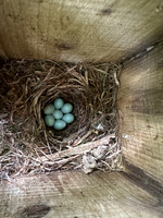 Pied Flycatcher, Forest of Dean, May 2025