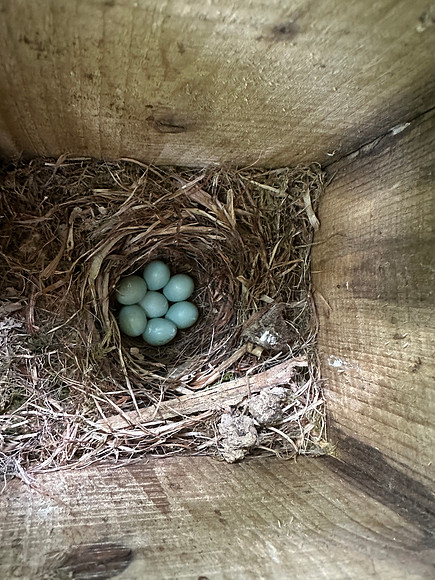 Pied Flycatcher, Forest of Dean, May 2025