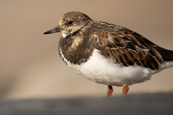 Turnstone, Lyme Regis, March 2022