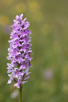 Common Spotted Orchid