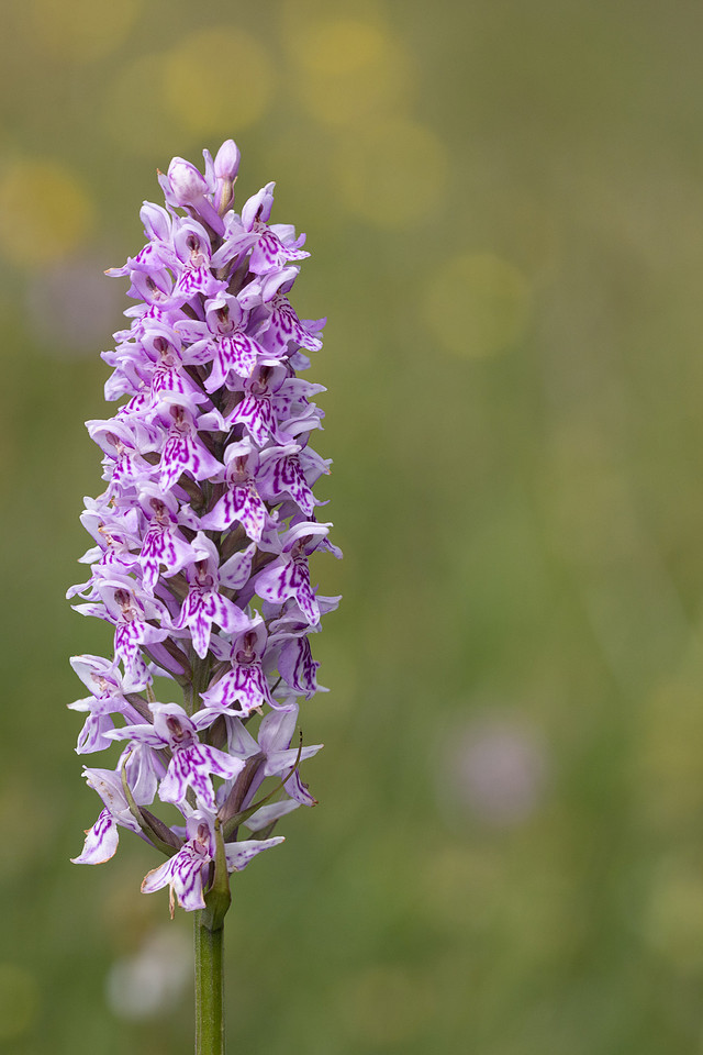 Common Spotted-orchid, Morgans Hill, June 2024