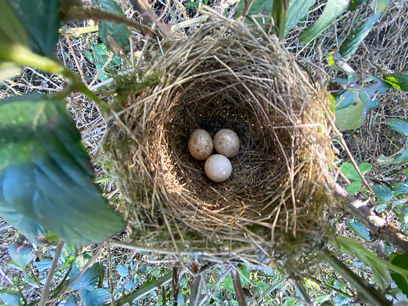 Blackcap, Rockhampton, April 2022