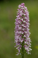 Lady x Monkey Orchid, Hartslock, June 2025