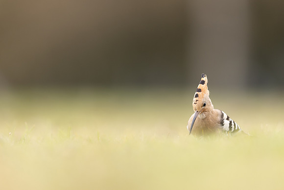 Hoopoe, Swansea, October 2024