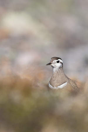 Dotterel, Mount Aliigas, Finland, June 2023