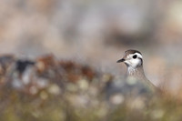 Dotterel, Mount Aliigas, Finland, June 2023