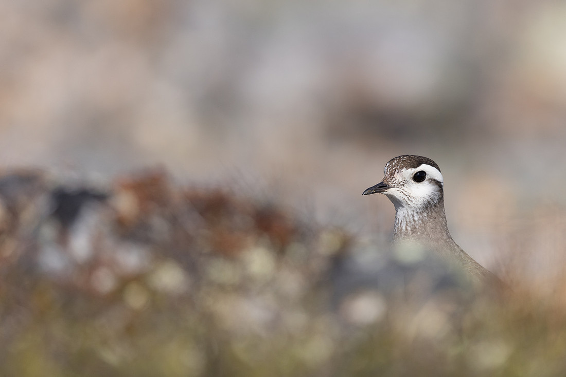 Dotterel, Mount Aliigas, Finland, June 2023