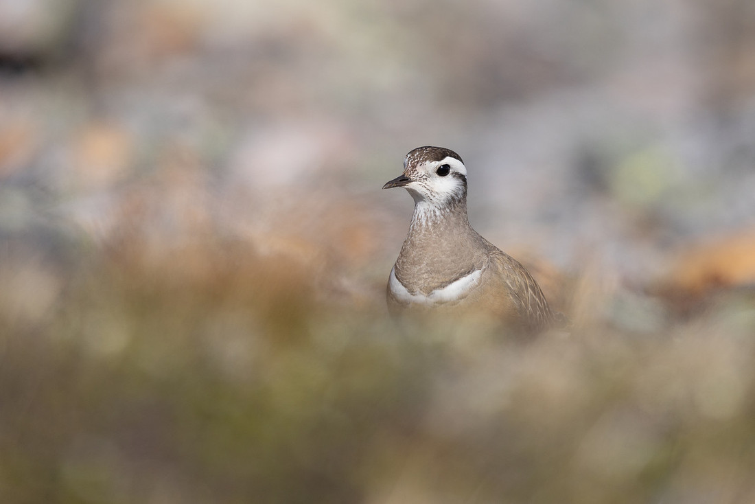 Dotterel, Mount Aliigas, Finland, June 2023.