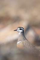 Dotterel, Mount Aliigas, Finland, June 2023