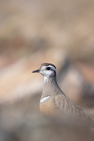 Dotterel, Mount Aliigas, Finland, June 2023