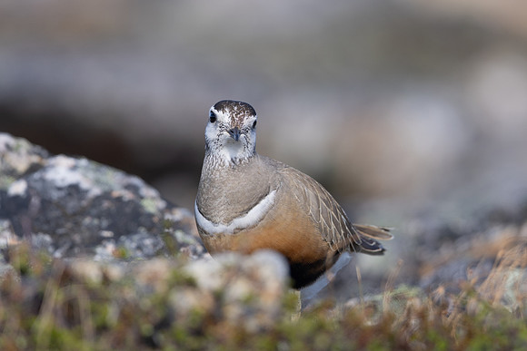 Dotterel, Mount Aliigas, Finland, June 2023