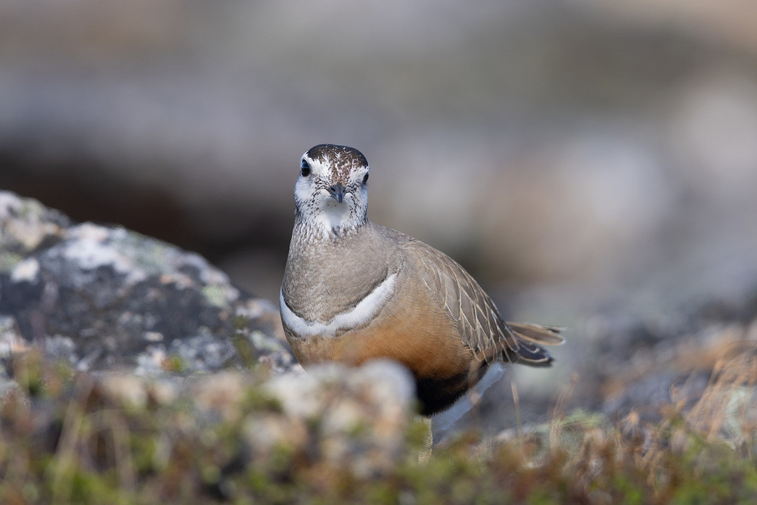 Dotterel, Mount Aliigas, Finland, June 2023