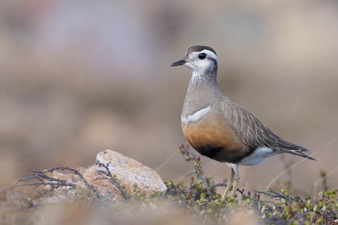 Dotterel, Mount Aliigas, Finland, June 2023