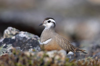 Dotterel, Mount Aliigas, Finland, June 2023