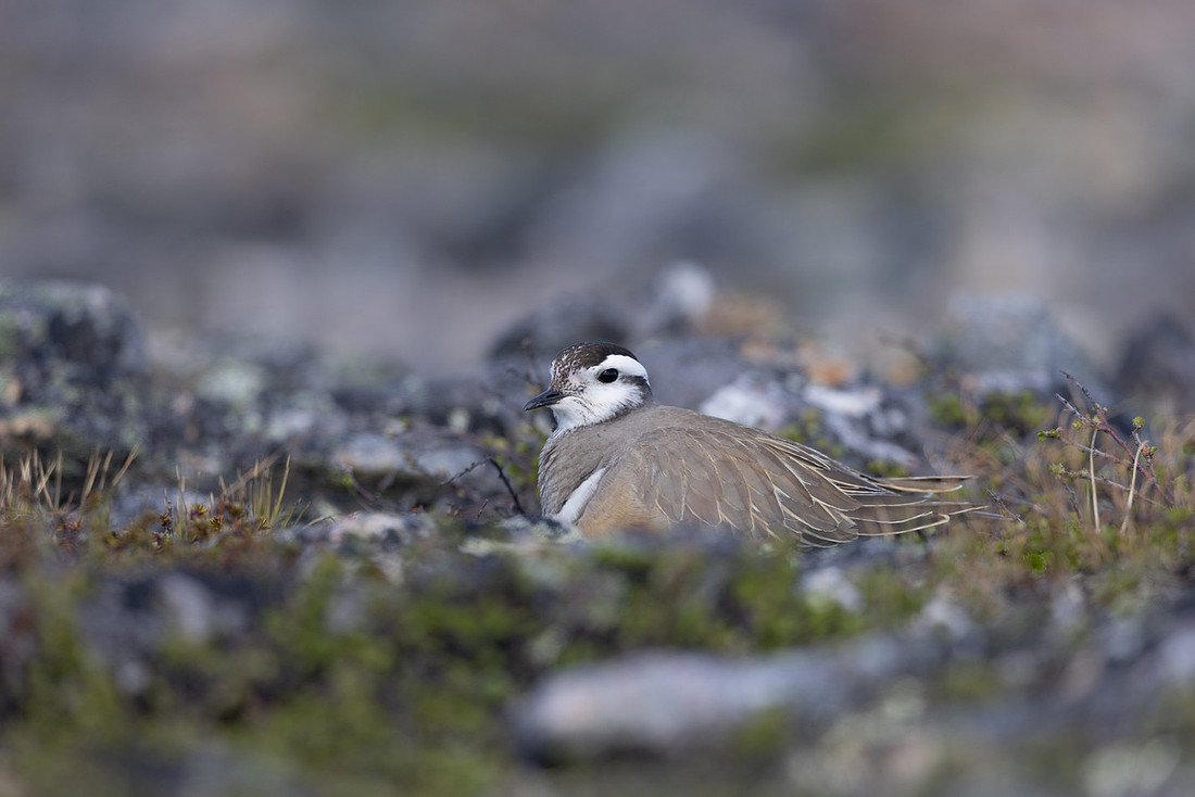 Dotterel, Mount Aliigas, Finland, June 2023