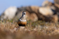 Dotterel, Mount Aliigas, Finland, June 2023