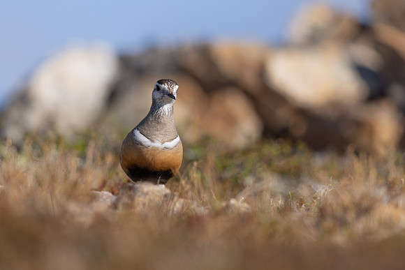 Dotterel, Mount Aliigas, Finland, June 2023