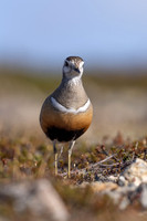 Dotterel, Mount Aliigas, Finland, June 2023