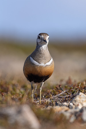 Dotterel, Mount Aliigas, Finland, June 2023