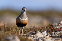 Dotterel, Mount Aliigas, Finland, June 2023