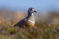 Dotterel, Mount Aliigas, Finland, June 2023