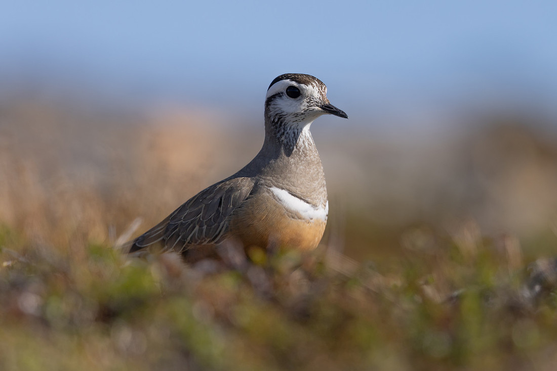 Dotterel, Mount Aliigas, Finland, June 2023