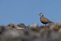 Dotterel, Mount Aliigas, Finland, June 2023