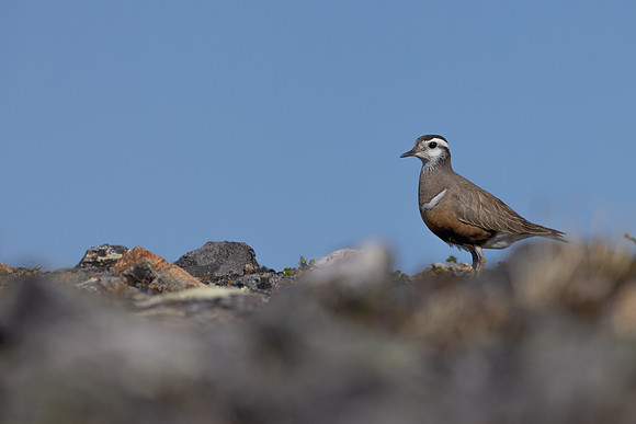 Dotterel, Mount Aliigas, Finland, June 2023