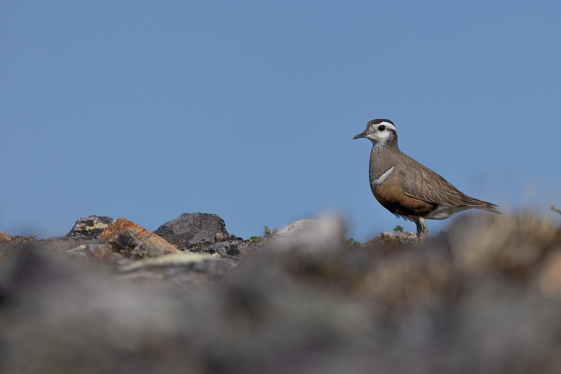 Dotterel, Mount Aliigas, Finland, June 2023