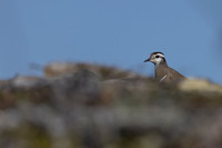 Dotterel, Mount Aliigas, Finland, June 2023