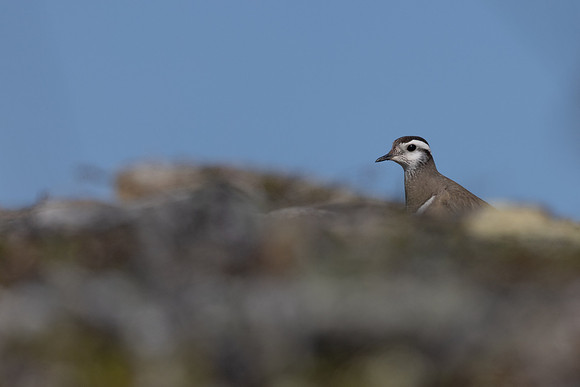 Dotterel, Mount Aliigas, Finland, June 2023