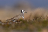 Dotterel, Mount Aliigas, Finland, June 2023
