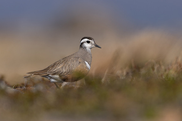Dotterel, Mount Aliigas, Finland, June 2023