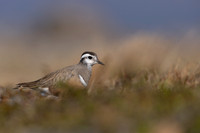 Dotterel, Mount Aliigas, Finland, June 2023