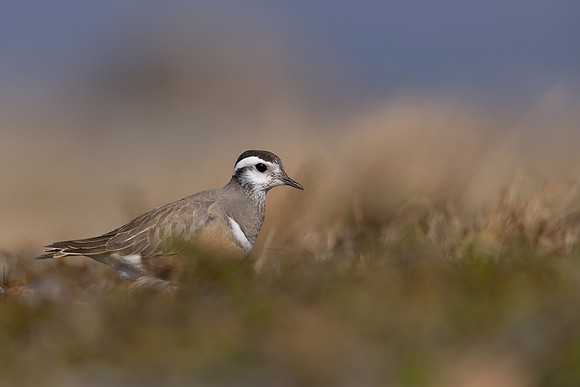 Dotterel, Mount Aliigas, Finland, June 2023