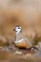 Dotterel, Mount Aliigas, Finland, June 2023
